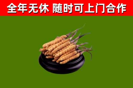 海门区回收冬虫夏草